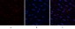 HMG-1 Polyclonal Antibody